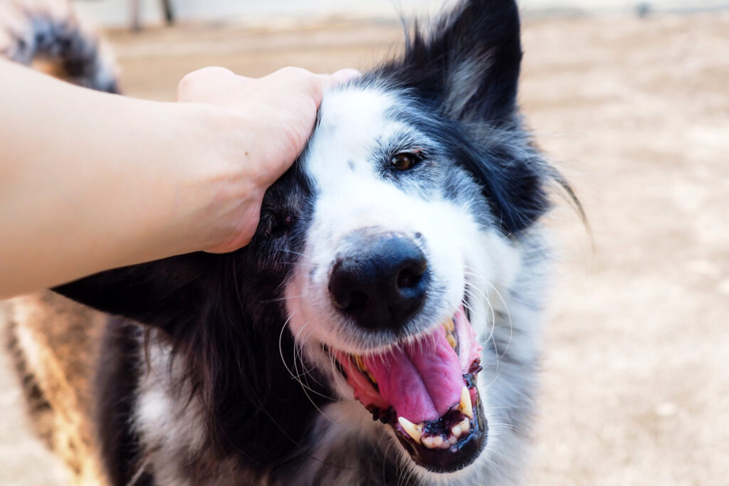 Happy Dog
