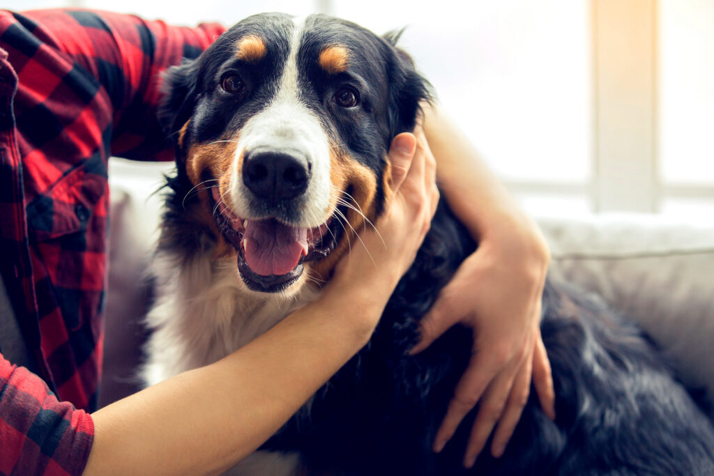 Happy older dog receiving a cuddle