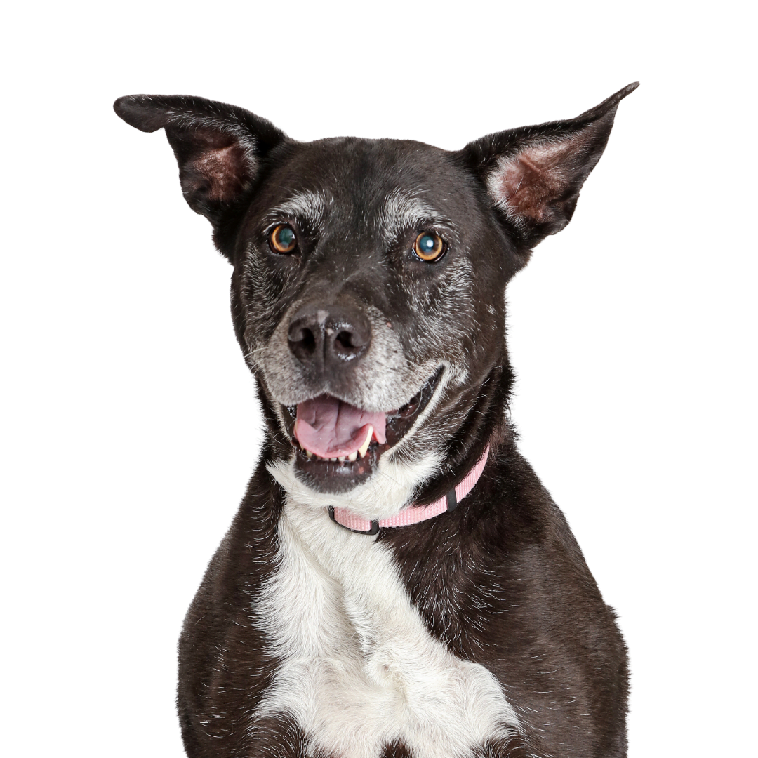Leap Years healthy_Aging Dog