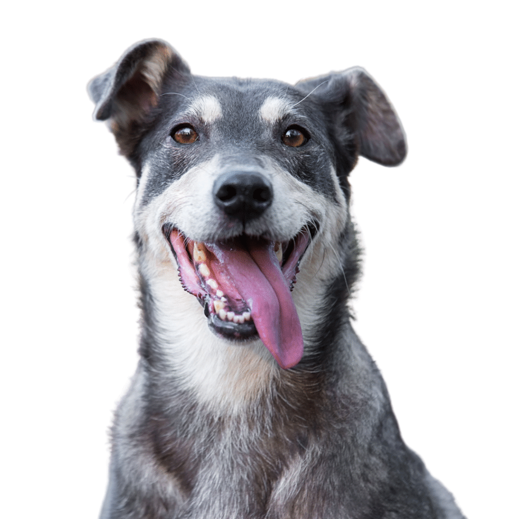 Leap Years healthy_Aging Dog