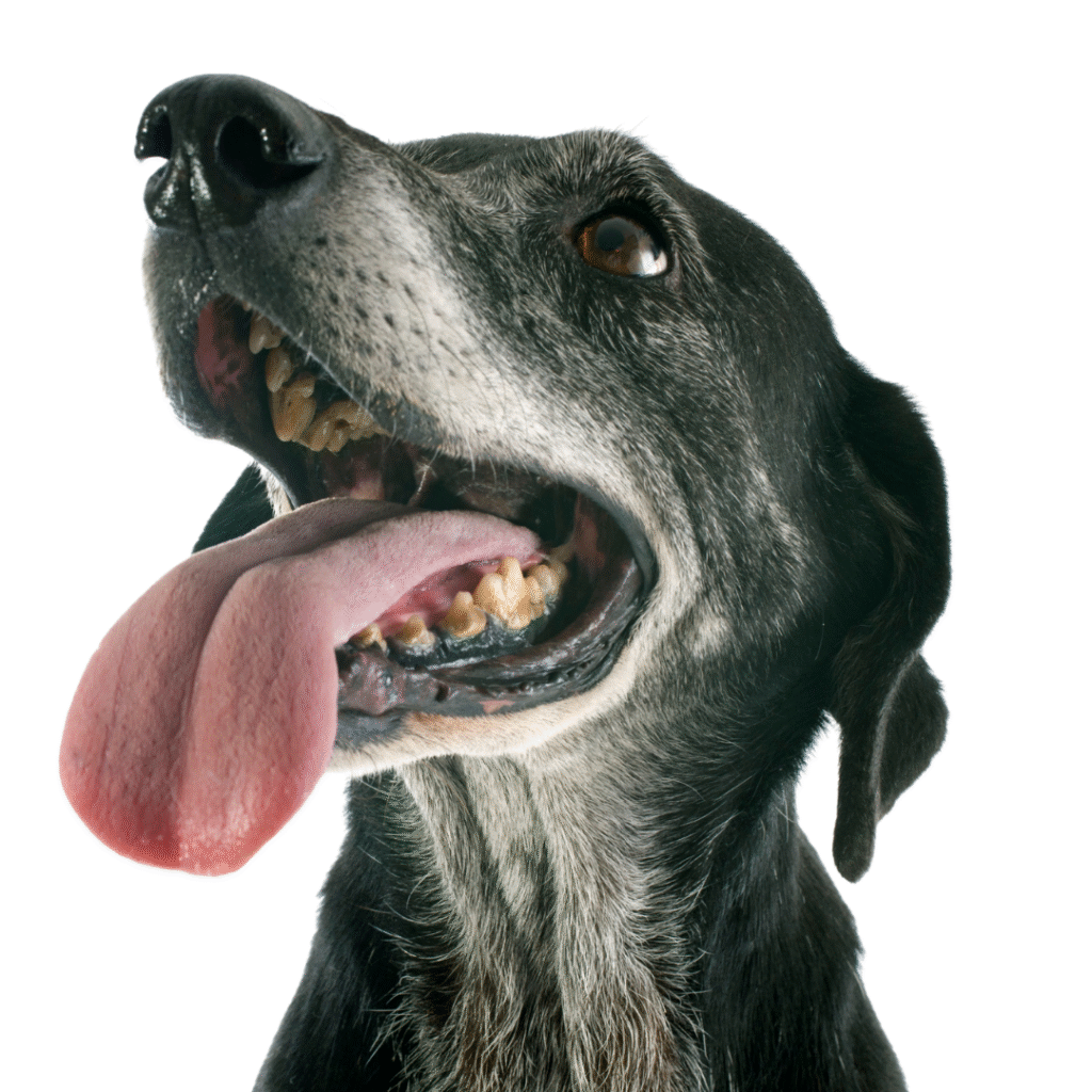 Leap Years healthy_Aging Dog