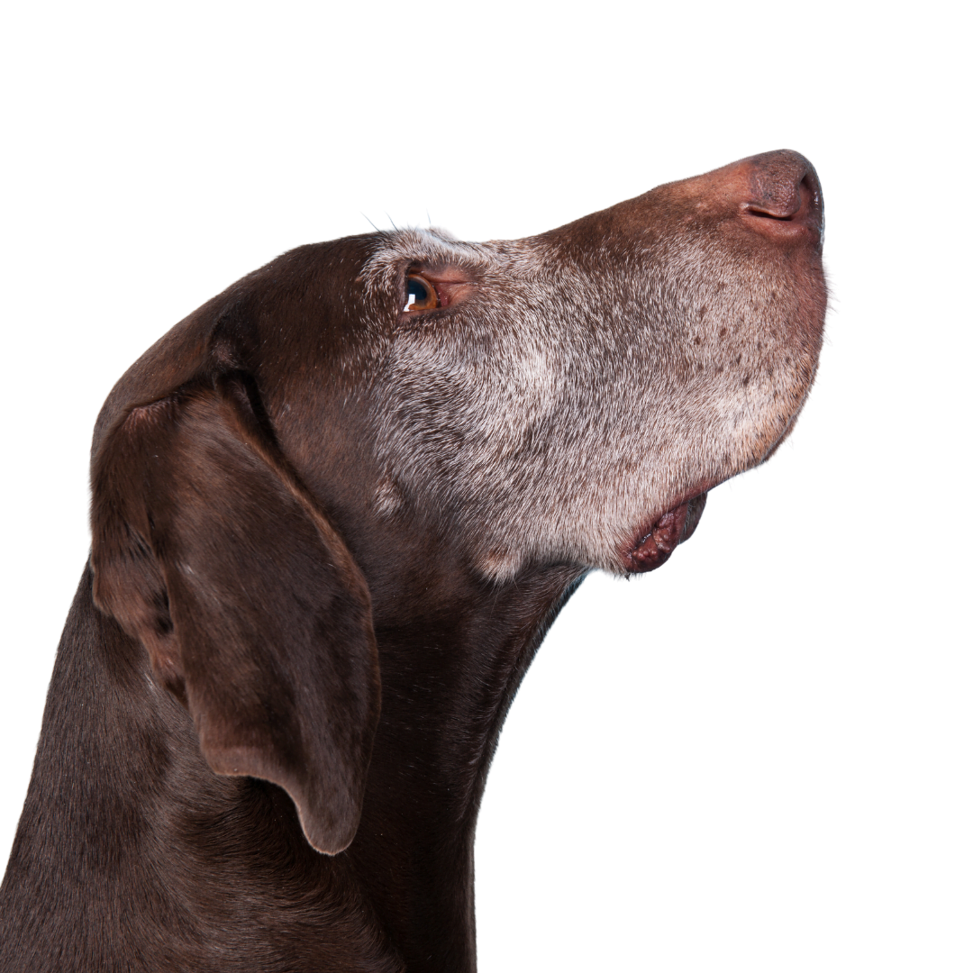 Leap Years healthy_Aging Dog