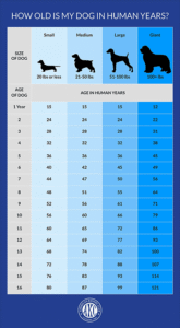 Zoomed in AKC Dog Age Chart by Size