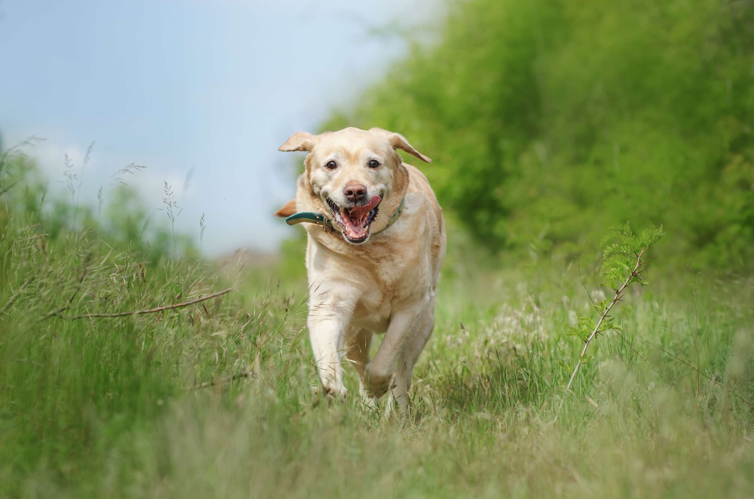 Leap Years healthy and active aging dog
