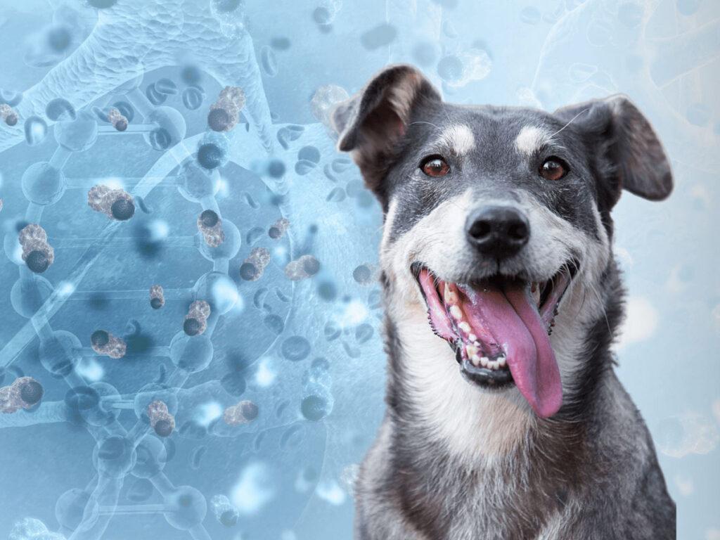 Harnessing the Power of NAD+ and Senolytics to Improve the Lives of Dogs