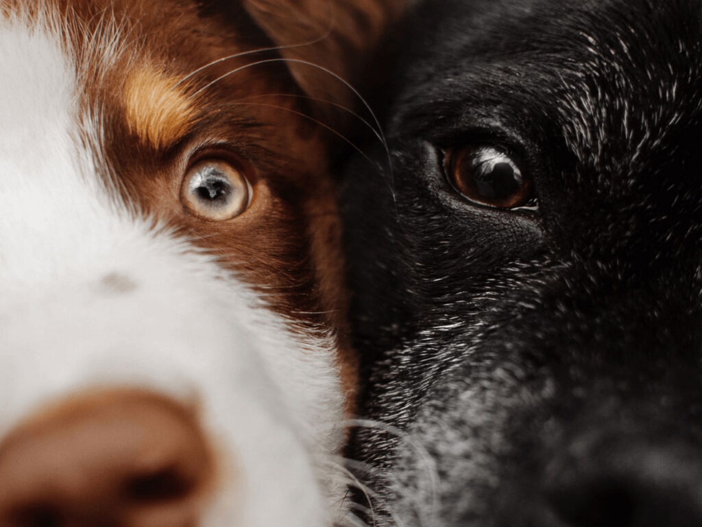 Signs of aging in your senior dog