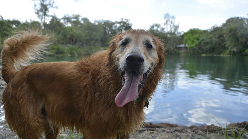 Happy Golden Retriever Smiling by Lakeside