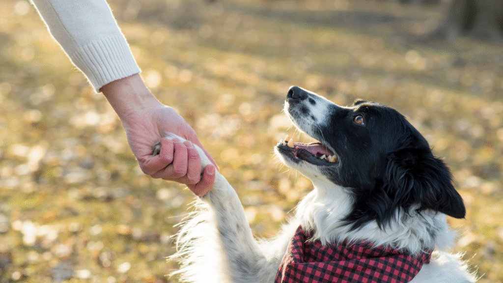 cute senior dog wearing a red bandana doing a paw shake with their owner
