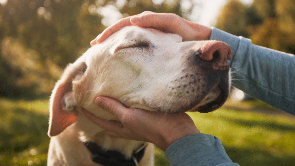 A senior golden lab smiling softly with its head in the hands of its owner