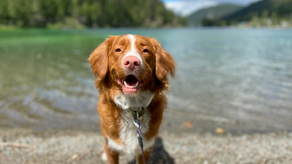 A happy middle-aged brown and white Australian Shepard at a blue summer lake.