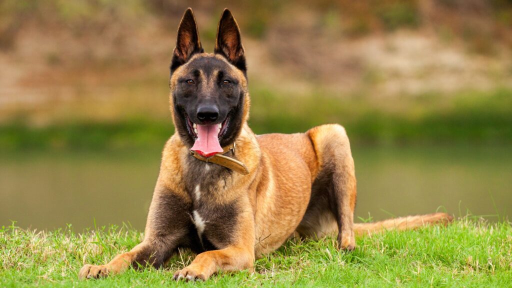 a young, happy dog laying in the grass smiling