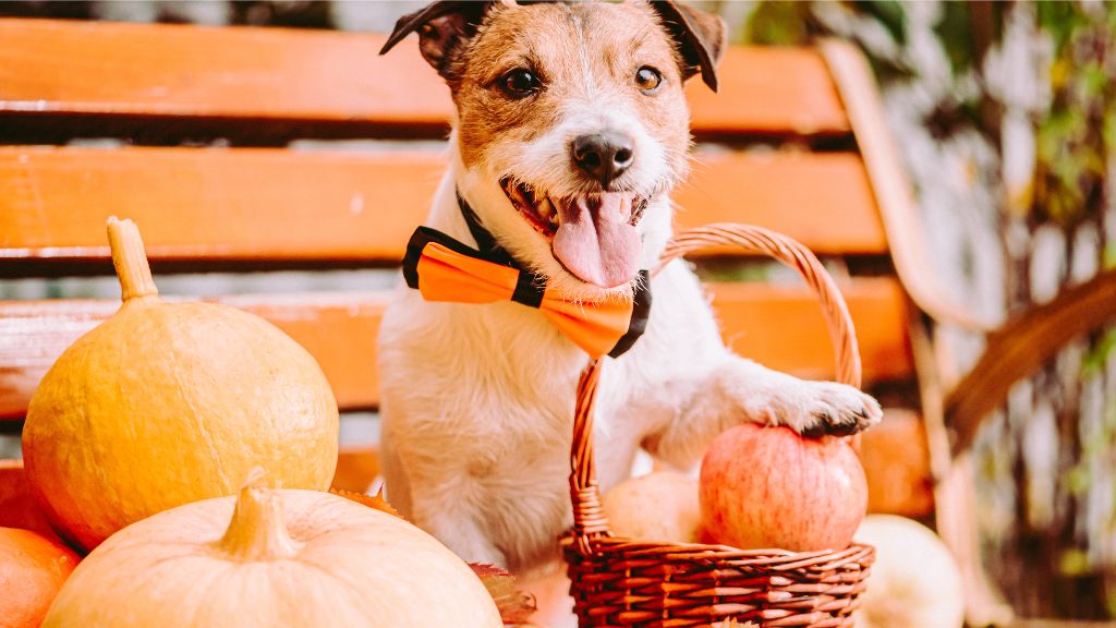 small terrier dog dressed in an orange bow sitting on bench with pumpkins and apple basket