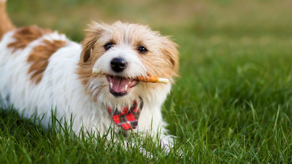 Small terrier dog with flannel bandana eating a chew bone