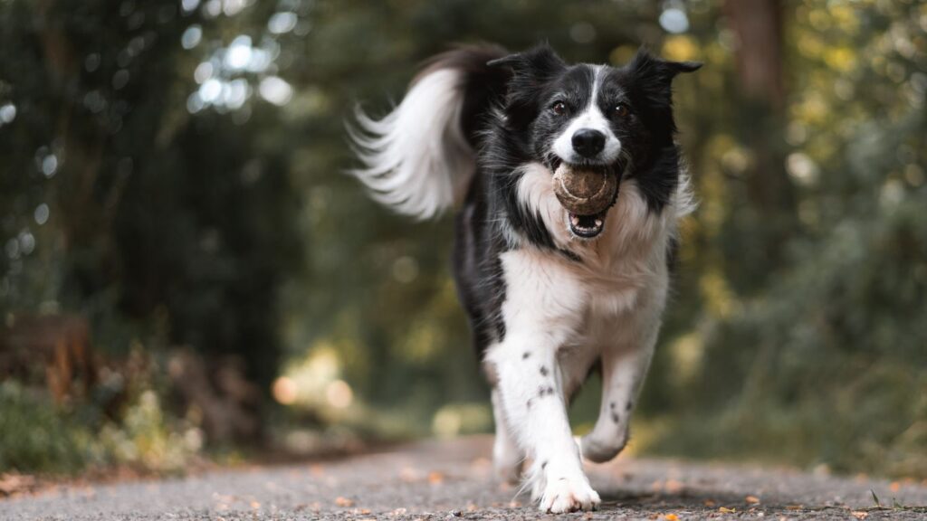 White and black border collie running with a tennis ball