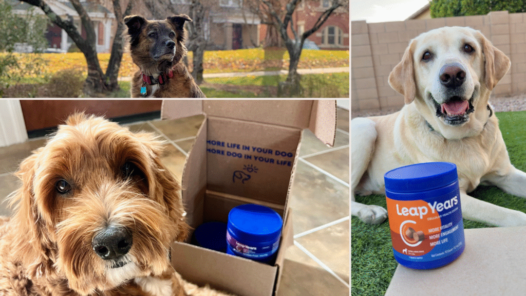 Leap Years Dogs in the community
