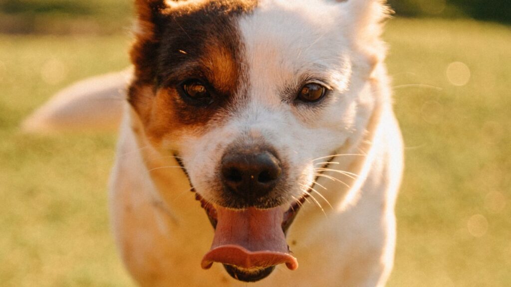 Mix breed dog happy looking at the camera