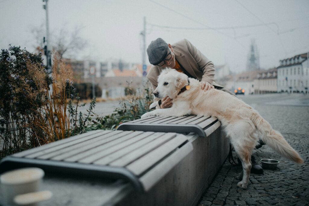 Senior Dog