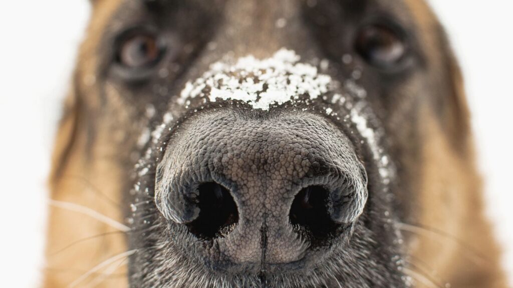Senior Dog