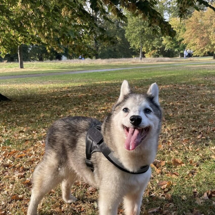 gunnar standing in a field