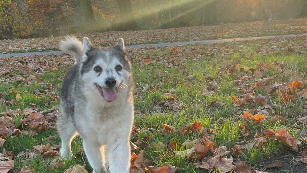 a happy senior dog running in a field at sunset