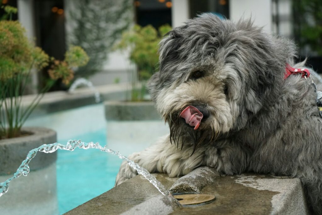 dog drinking water
