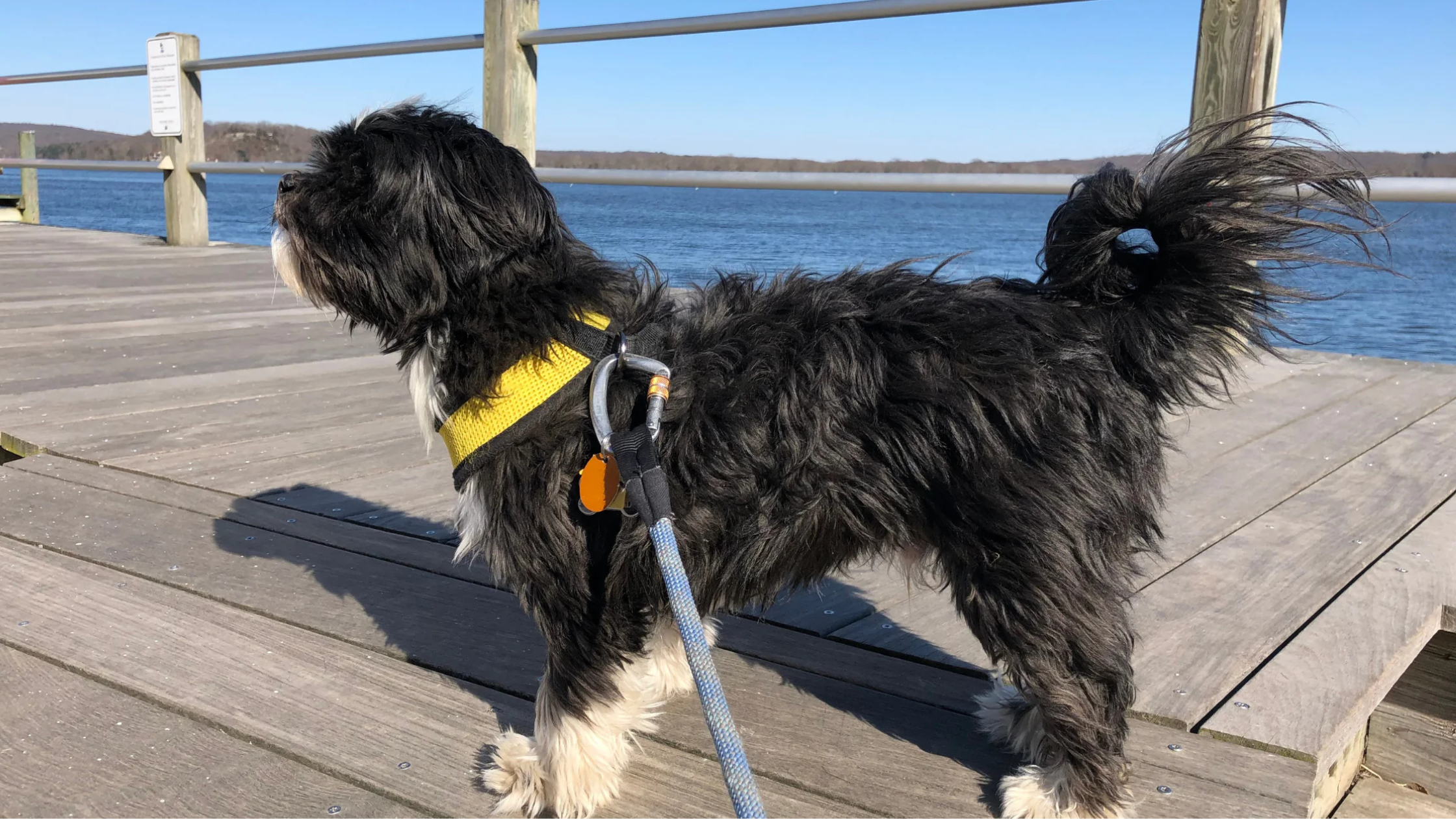 Louis, a senior blind and deaf dog, with his pet parent